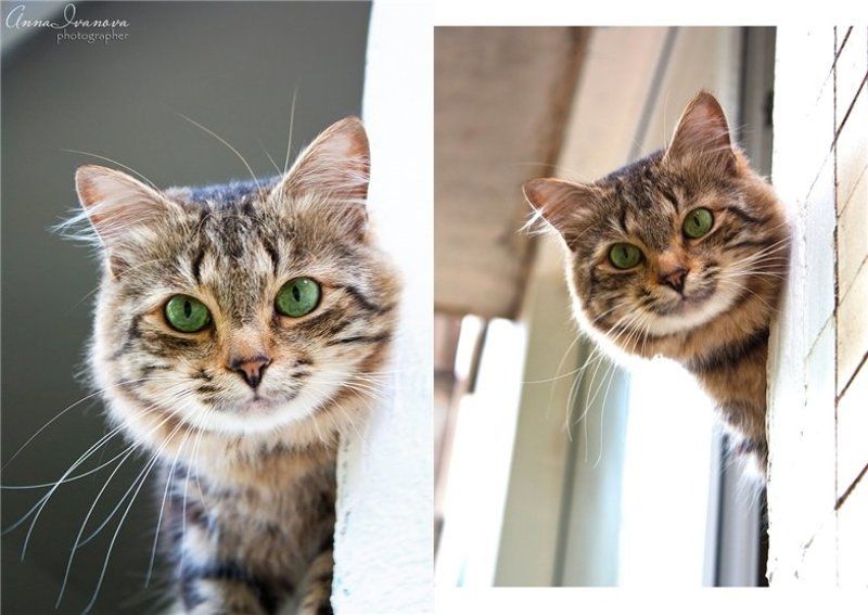 Киса фото превью