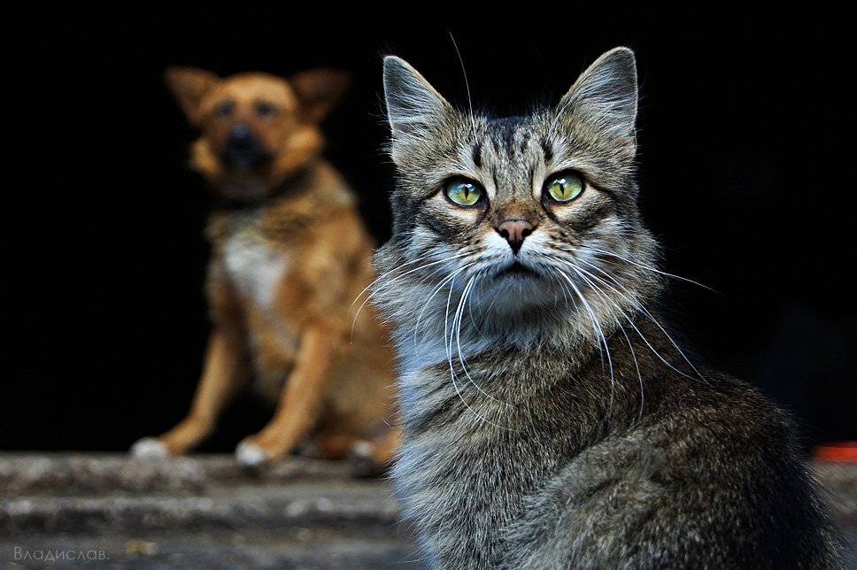 , Владислав.