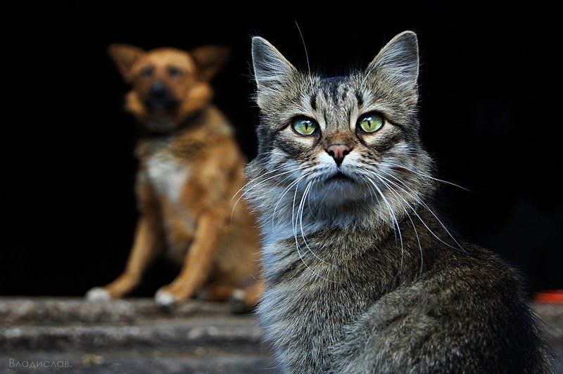 Друзья фото превью