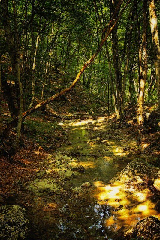 река, лес *** фото превью