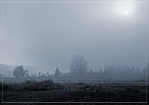 Утренний туман с коровами