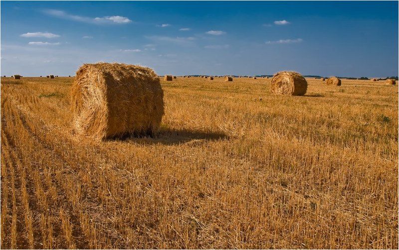 Рулончики фото превью
