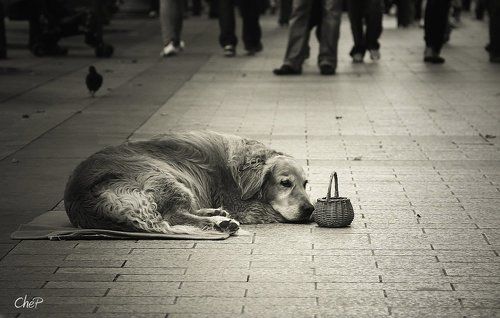 Беспородная парижанка