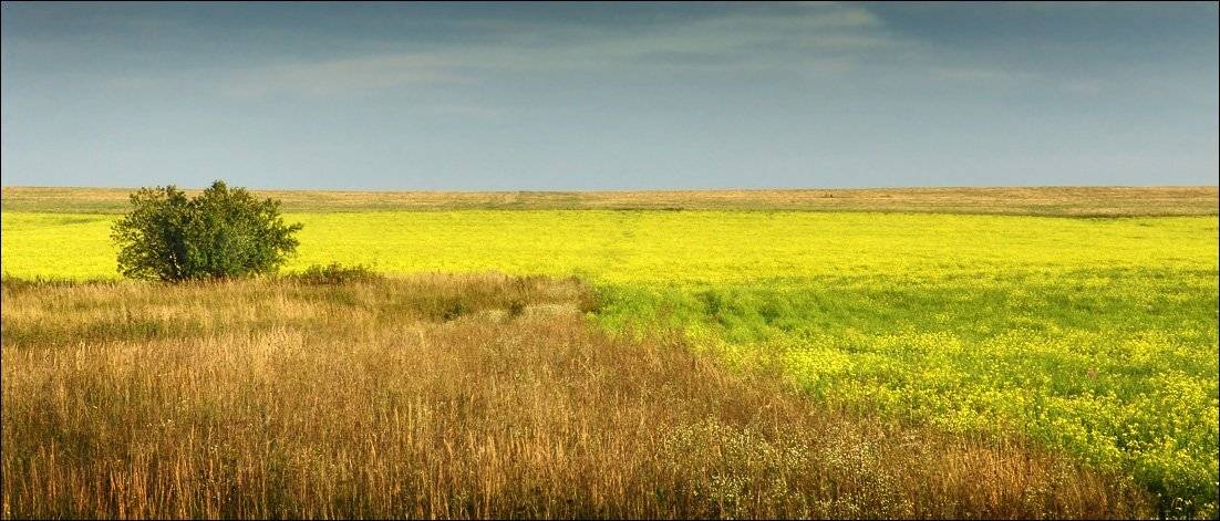 сурепка, дерево, небо, Тарасов Алексей
