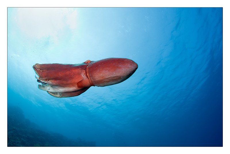 Торпеда фото превью