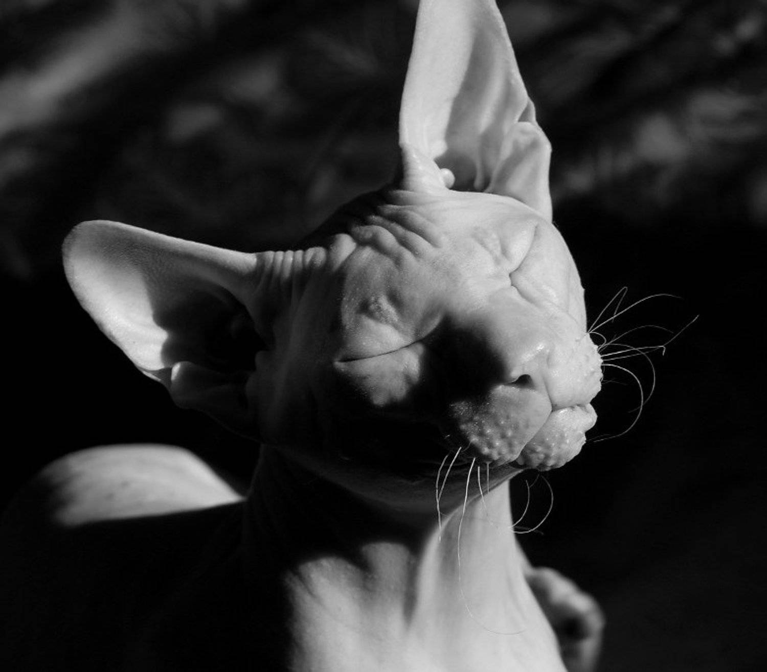 , &bull;**/ASSOL**&bull;