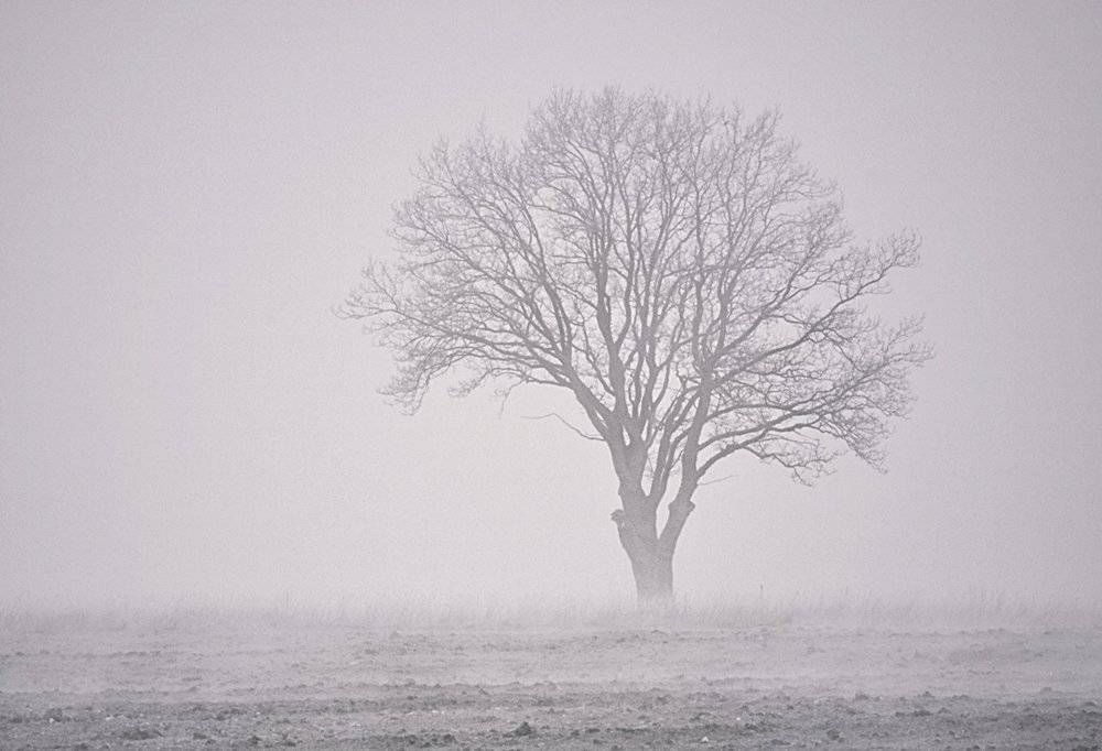 shepherd, of, souls, virgis