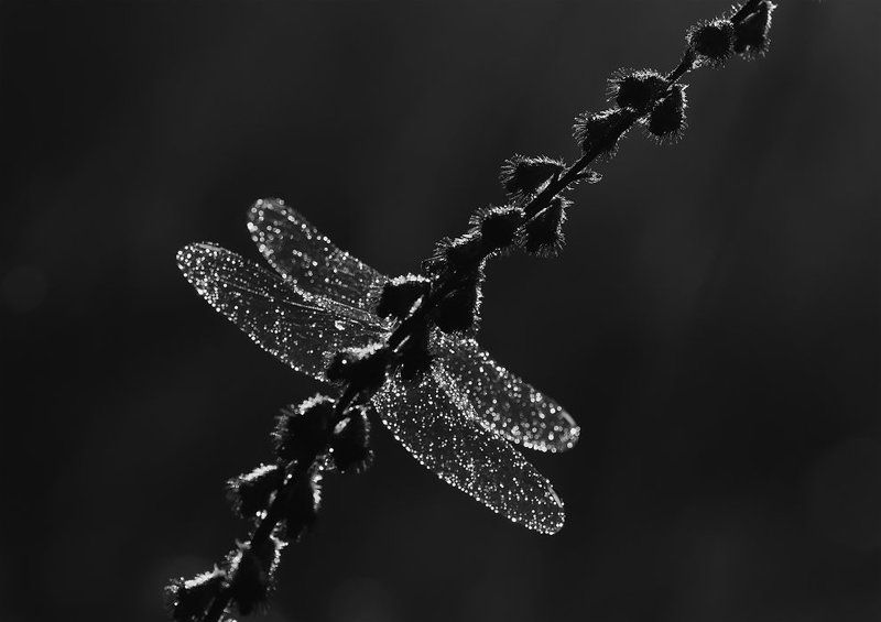 стрекоза Спряталась... фото превью