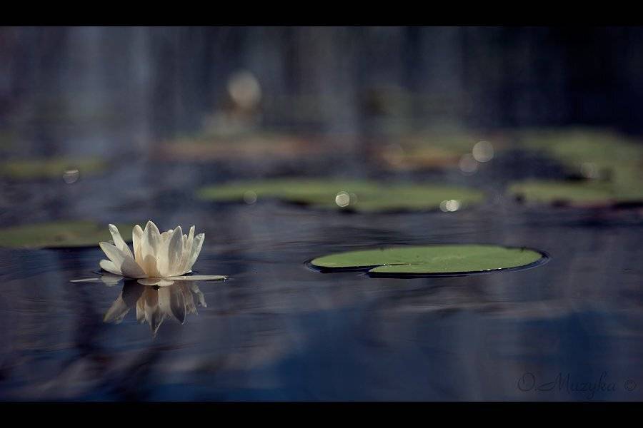 , Оксана Музыка