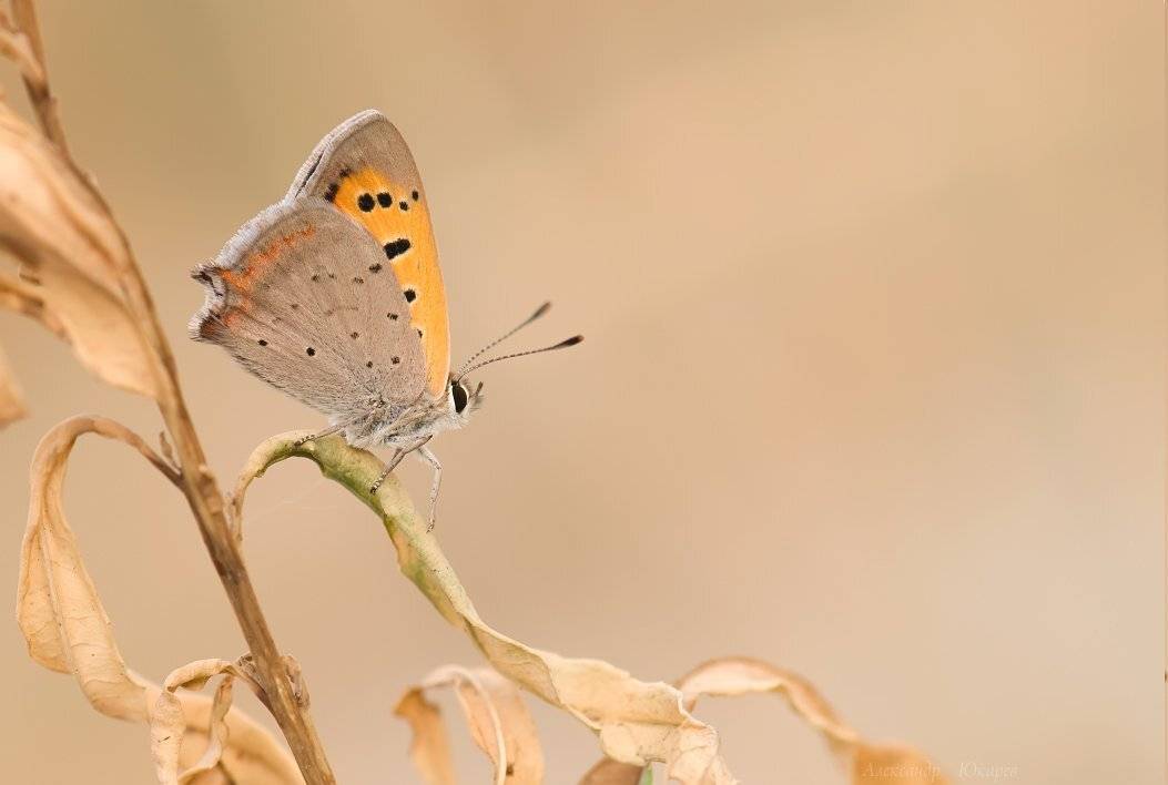 , Александр