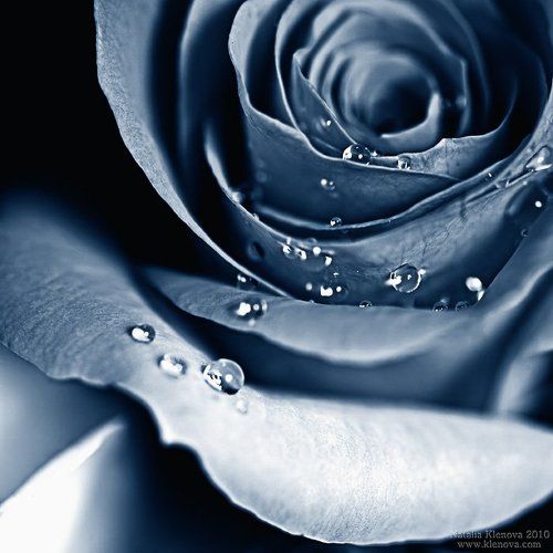 blue rose