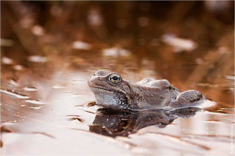 лягушка прудовая, радонеж, лягушка, rana temporaria, пруд, лужа В ожидании принца фото превью
