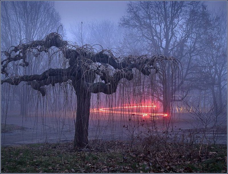 пейзаж, вечер, дерево, город, изгибы Вечерние изгибы фото превью