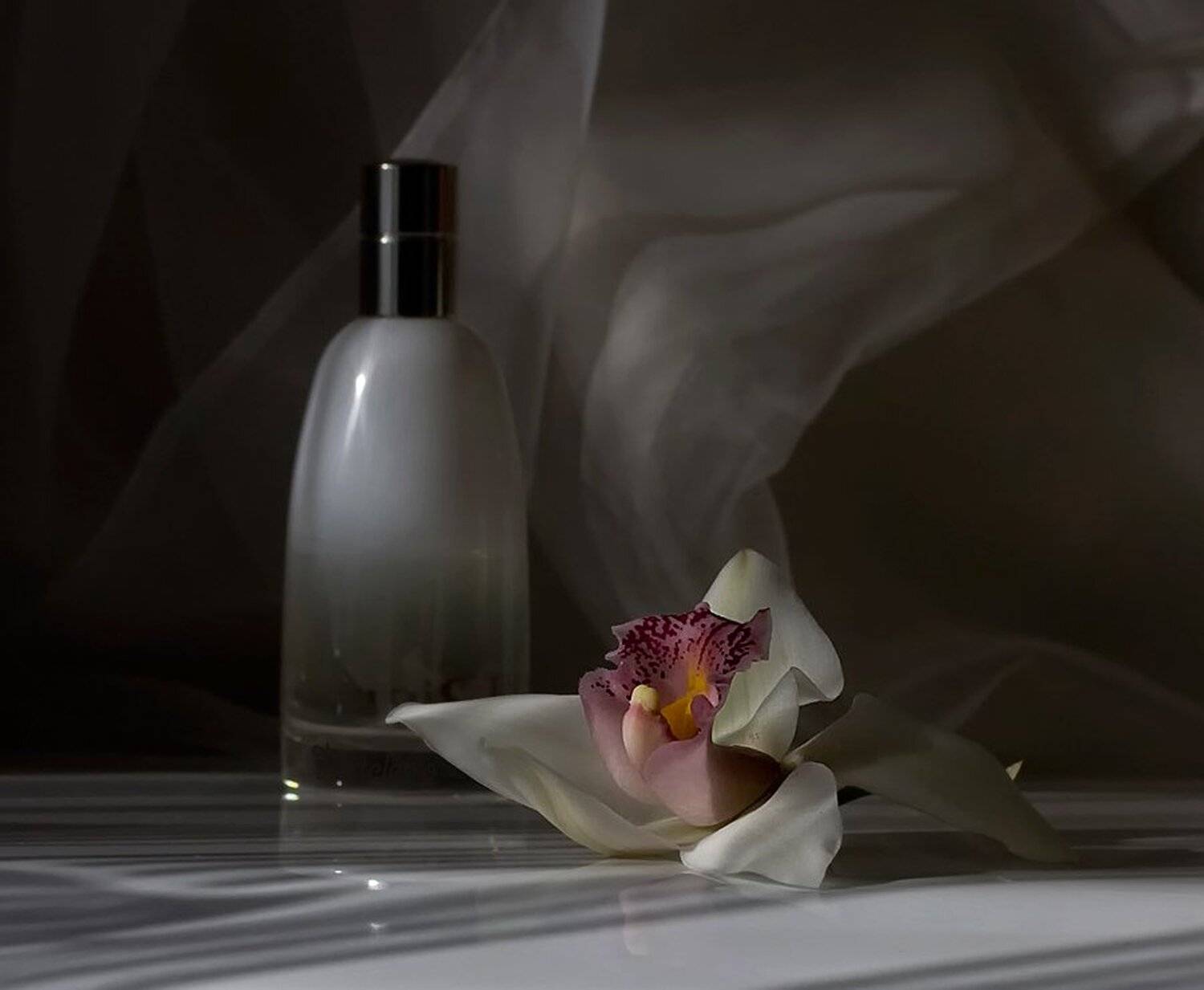 орхидея, натюрморт, белый, дым, Nateletro