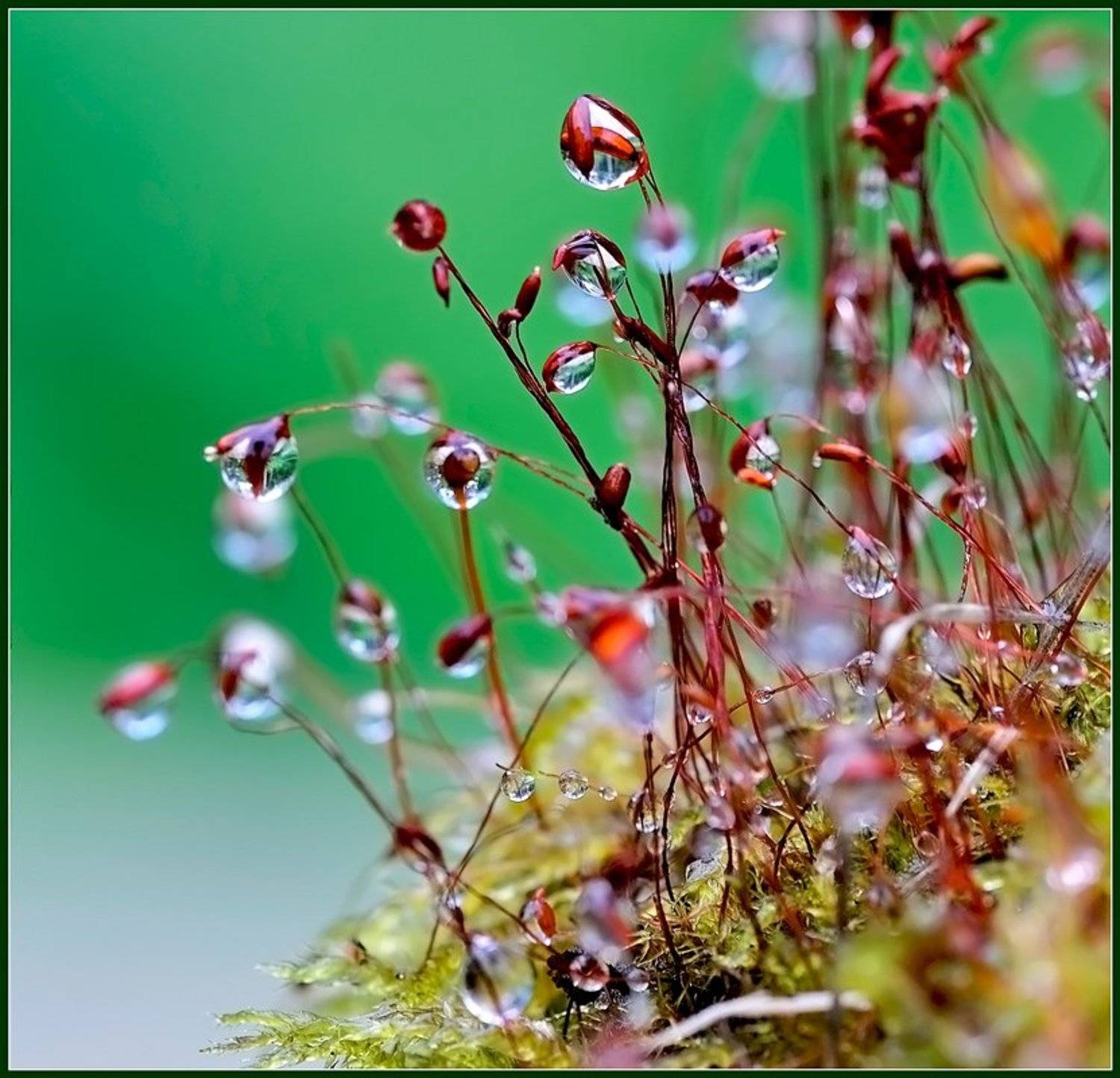 макро,капли,, Евгений Кирилкин.