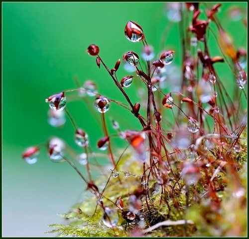 Слезы уходящего лета.