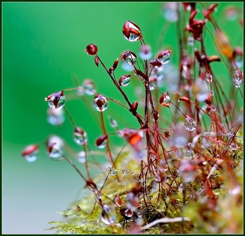 макро,капли, Слезы уходящего лета. фото превью