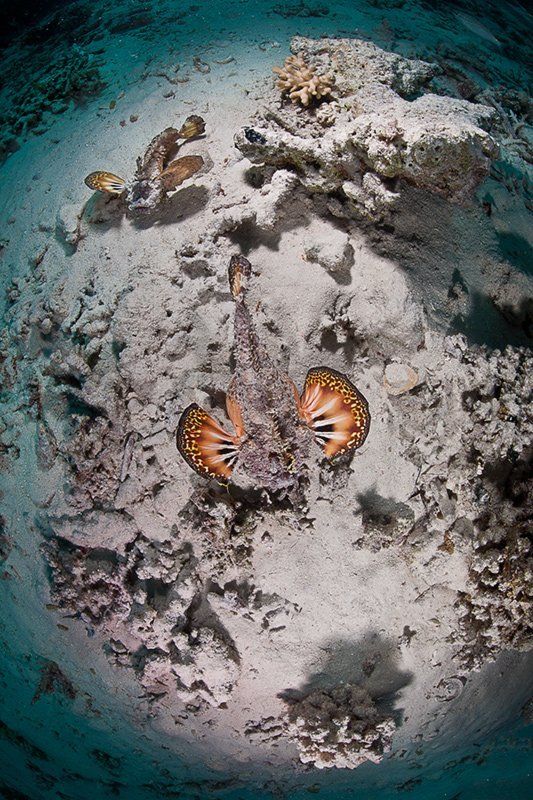 красное море, рыба, подводная съемка, весна, пара мир морских дьяволов фото превью