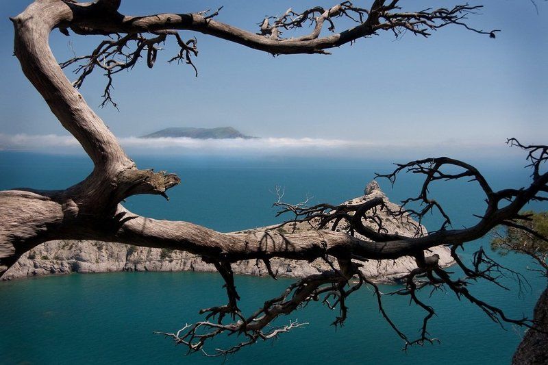 крым, море, дерево Японские мотивы Крыма фото превью