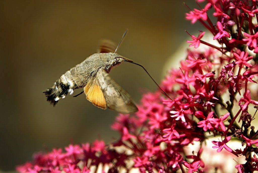 бражник, цветок, ливан, mariavgorskaya