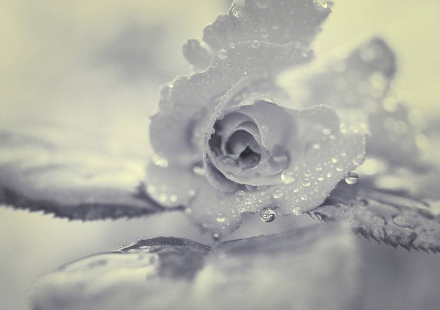 роза, прошлое лето