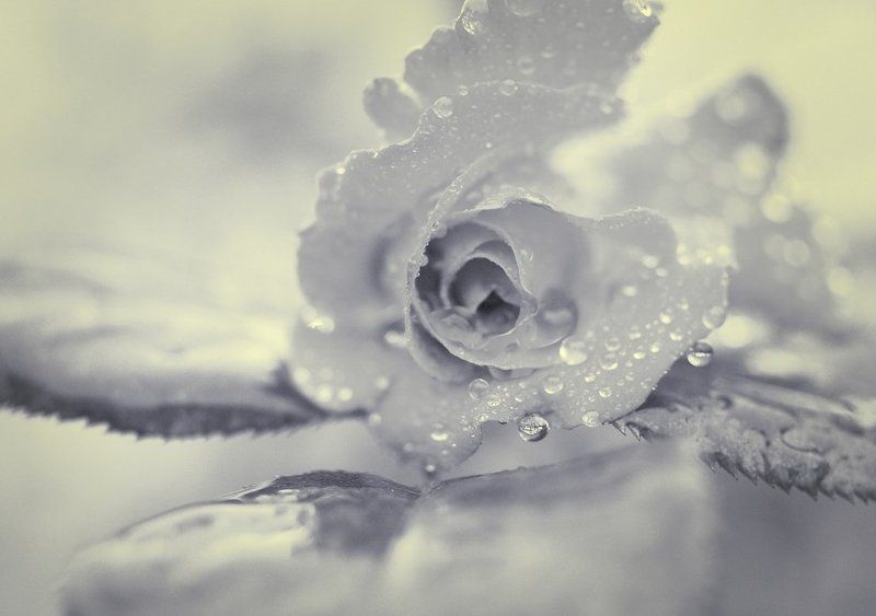 роза * фото превью