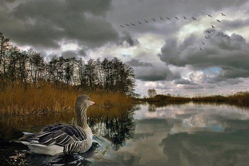 Серая Шейка