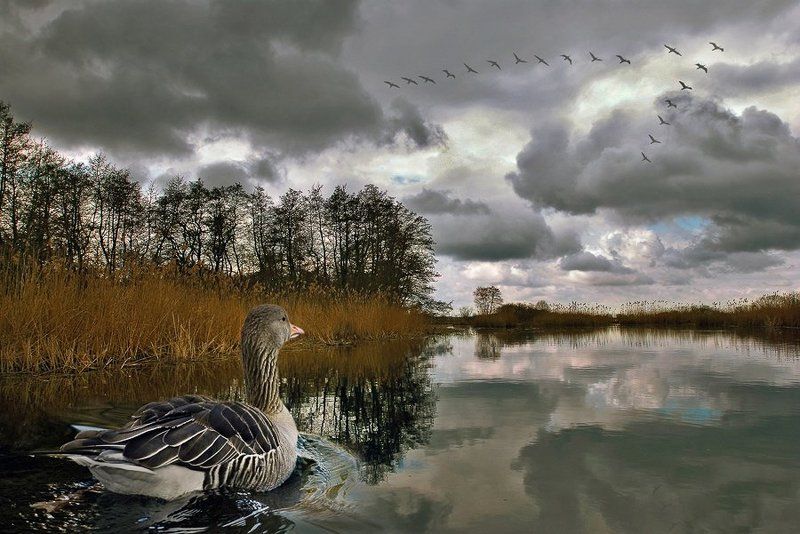 комп-арт, серая, шейка, осень, прощание, река, озеро, гусь, утка, клин, стая Серая Шейка фото превью
