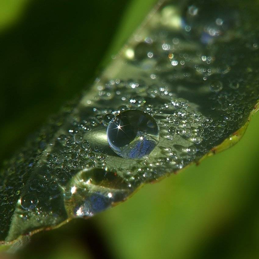 роса, Александр Демин