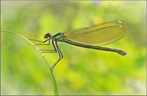 Красотка-девушка (Calopteryx virgo), самка