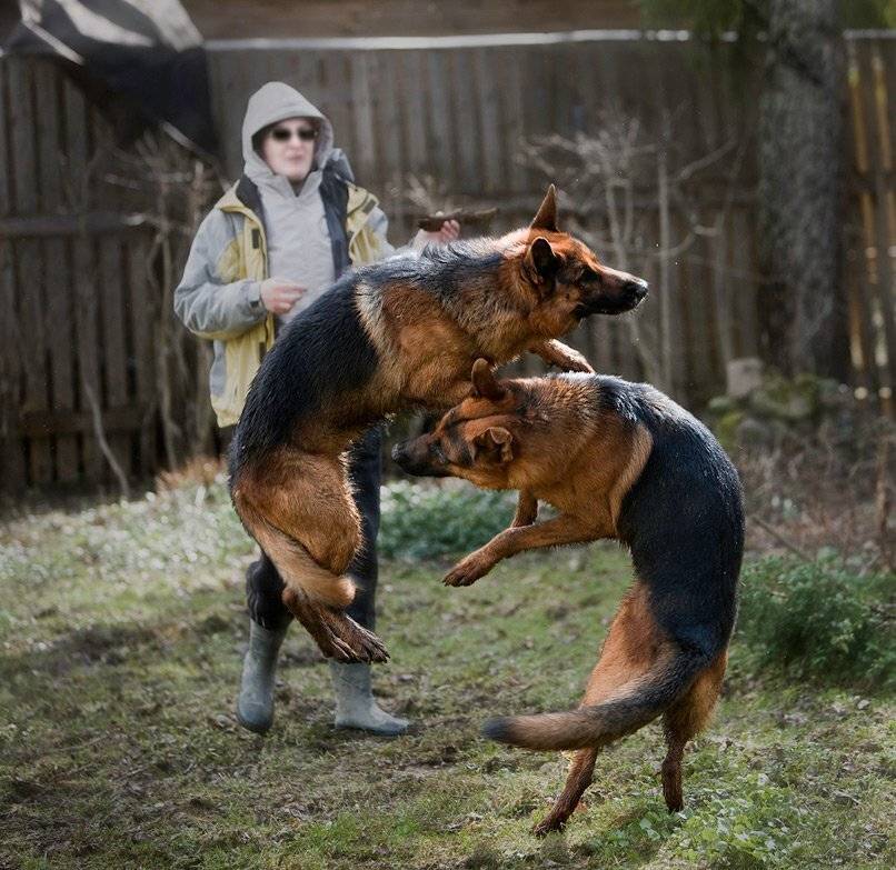 , игорь перфильев