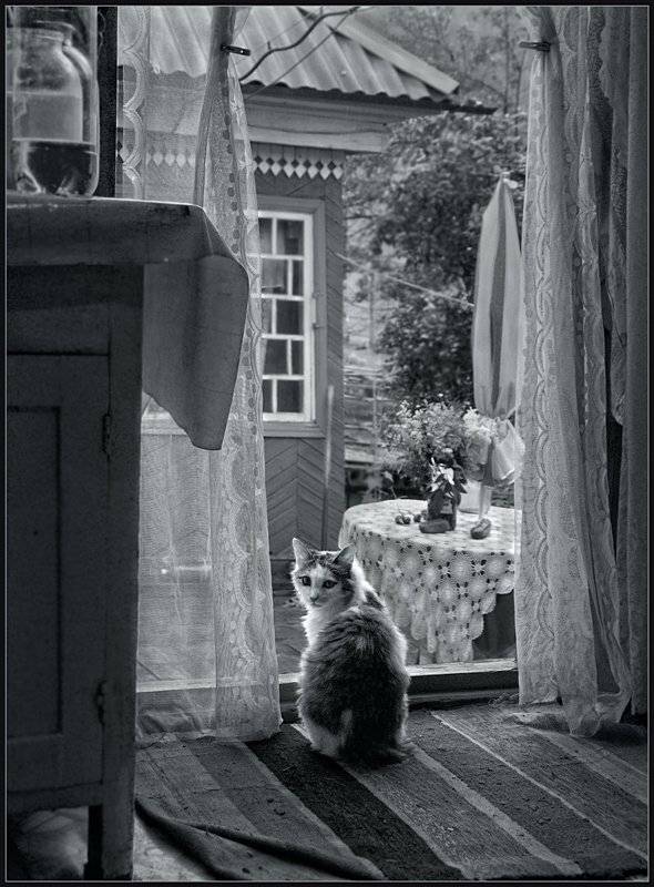 лето, летняя кухня, отпуск, кот, владимир