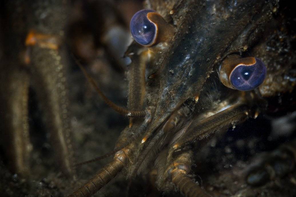 раки, пиво, совесть, Андрей Макеев