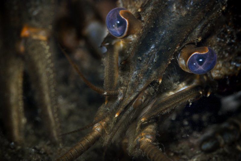 раки, пиво, совесть А мы их - к пиву??? фото превью