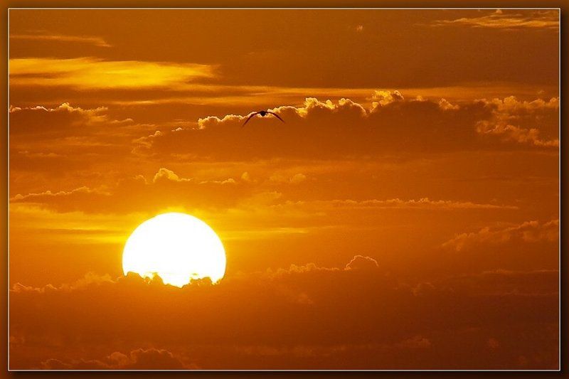 лиман,белгород-днестровский,закат, И тогда одна маленькая, но очень  гордая птичка... фото превью