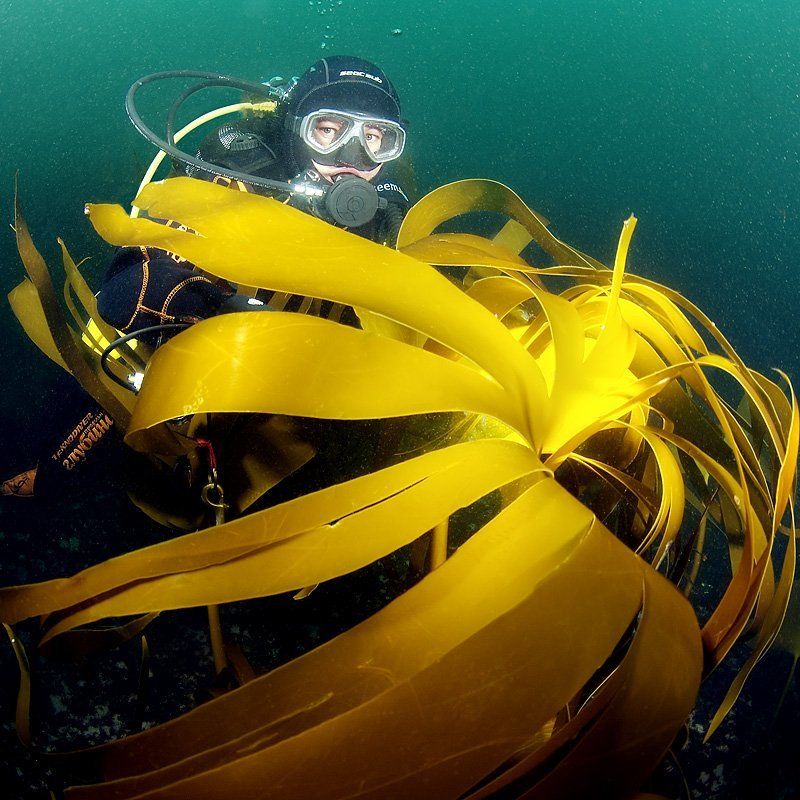 Ламинария фото превью