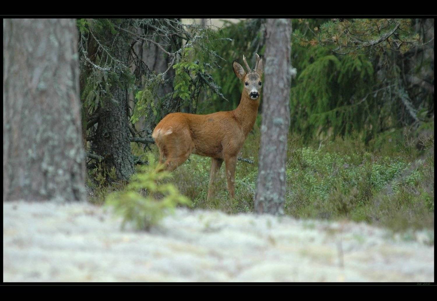 финляндия, косуля, аланды, D.G.