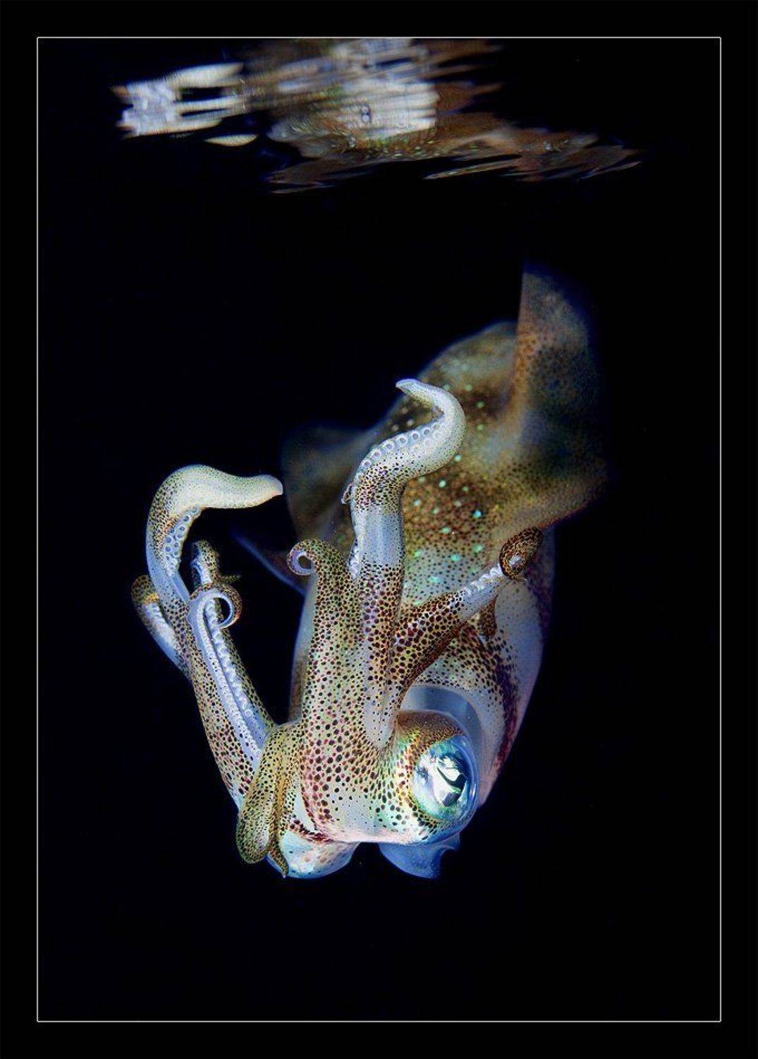 кальмар, танец, ночь, отражение, макро, вода, Нарчук Андрей