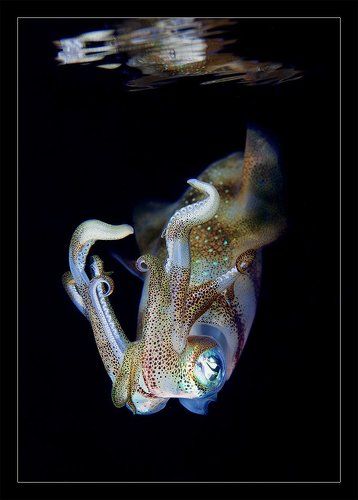 Полночный танец