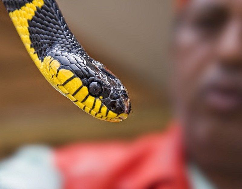 Факир и его змея фото превью