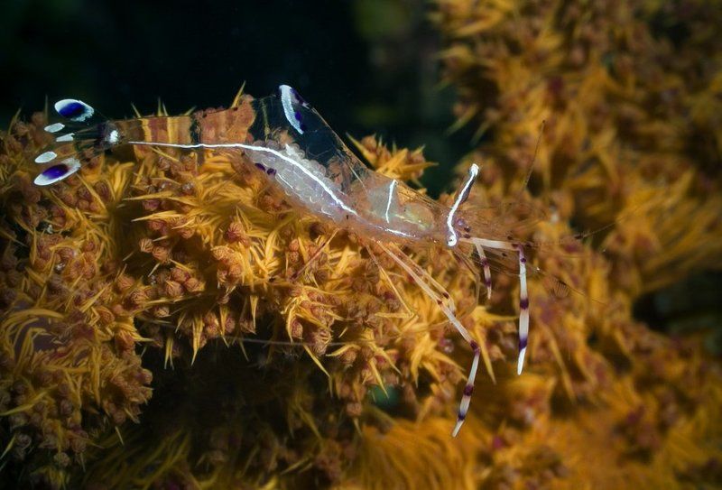 креветка, красное море Маскировка ! фото превью