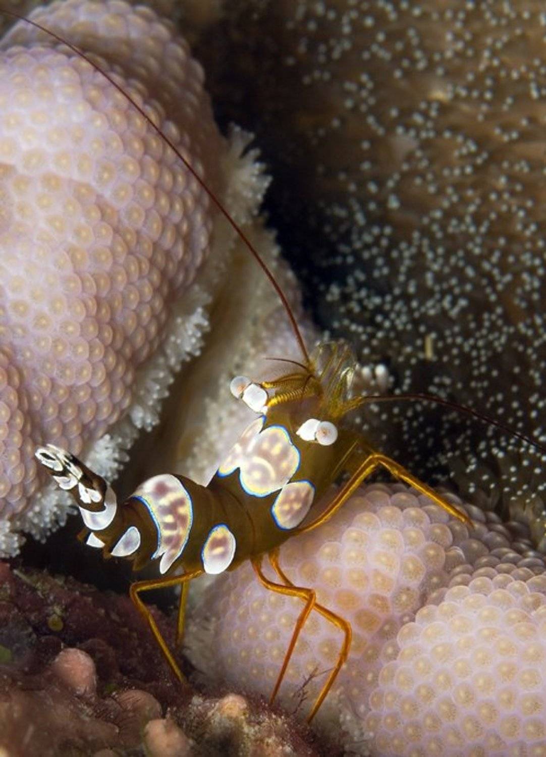 , Андрей Макеев