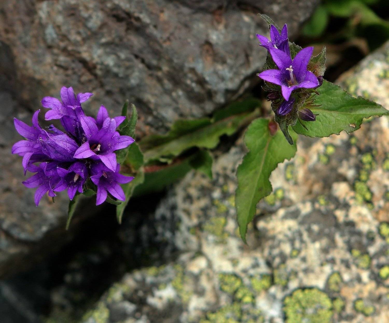 алтай, горный алтай,лето,горы,цветы, Олег Кулаков