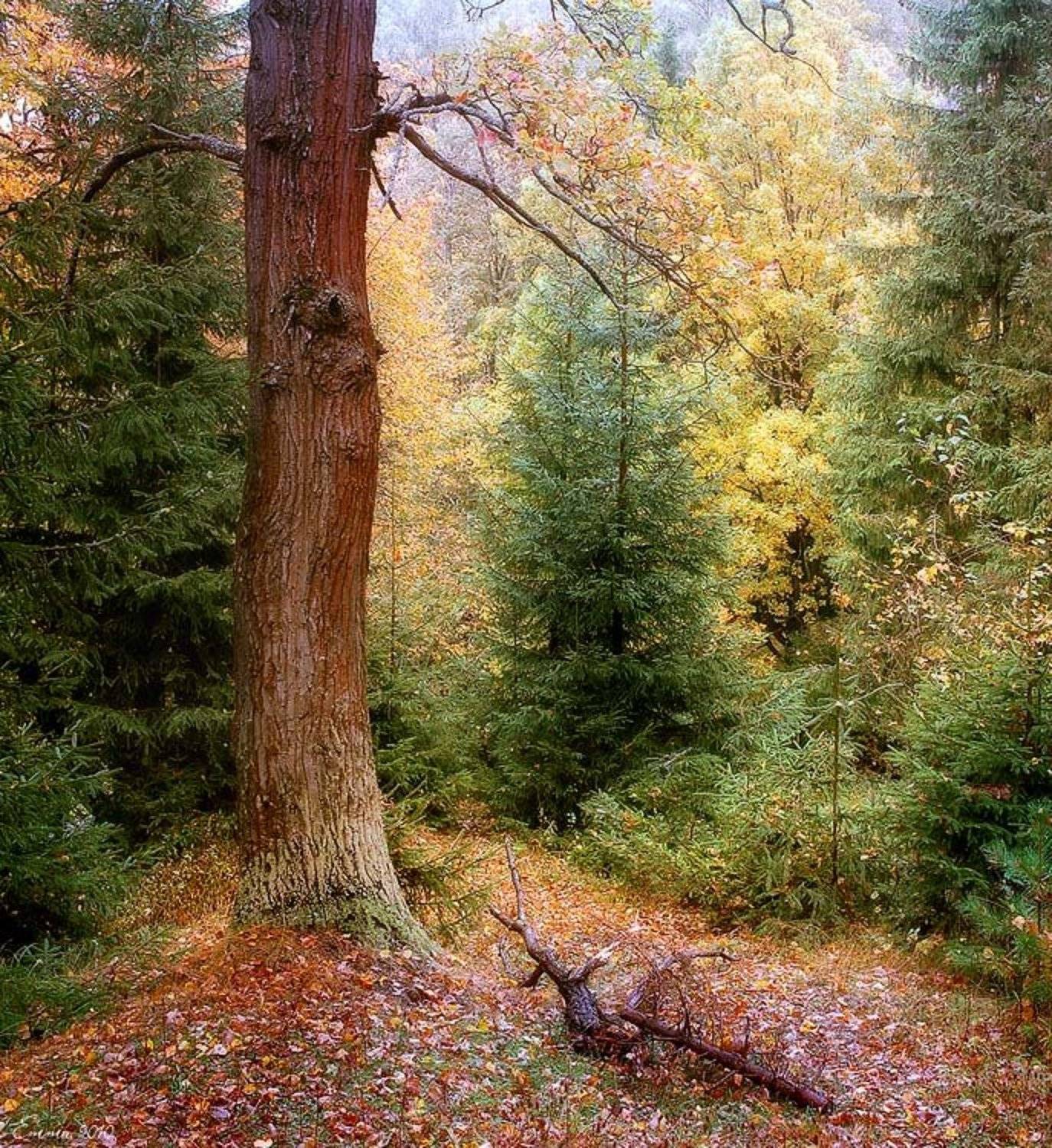 природа, лес, сентябрь, етти