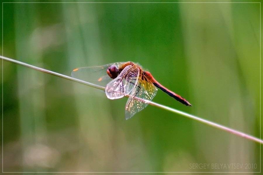 лето, стрекоза, сибирь, Сергей Белявцев