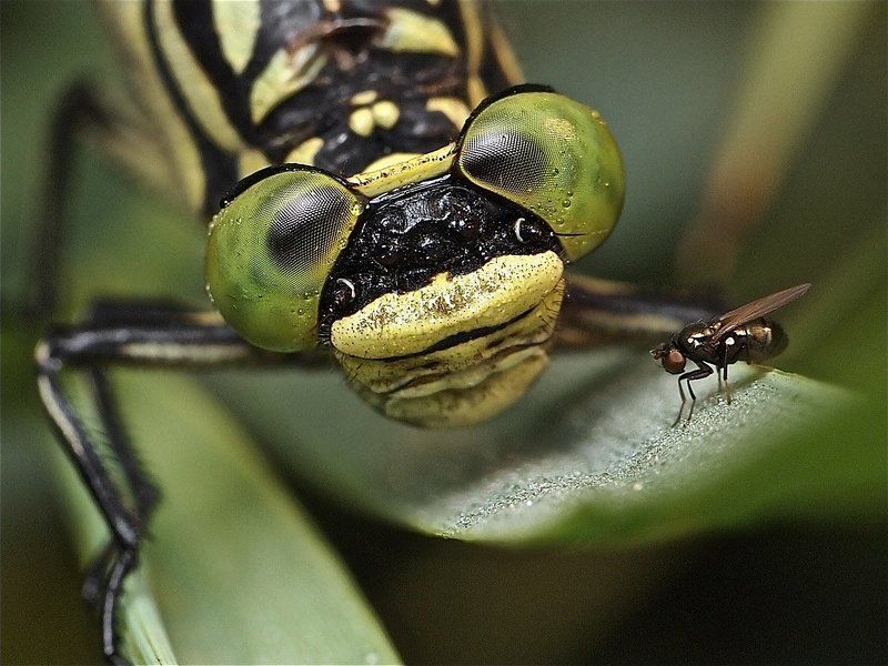 слон и Моська :-) фото превью