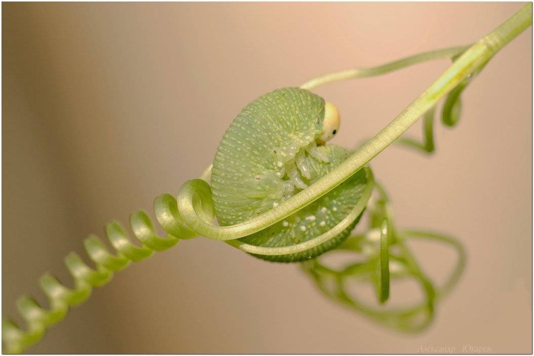 , Александр