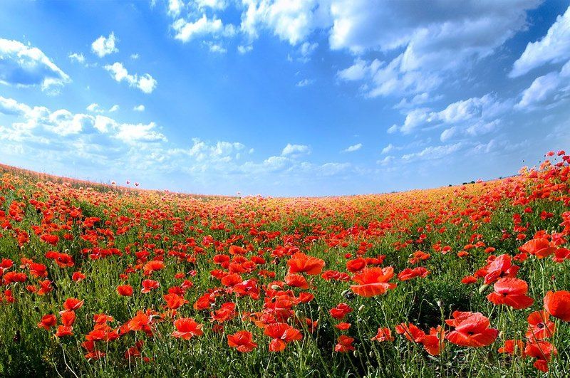Маковое поле фото превью