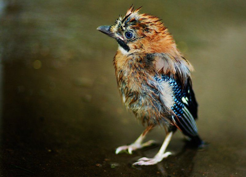 Послушайте все - ого-го! эге-гей!- Меня, Попугая - пирата морей! фото превью