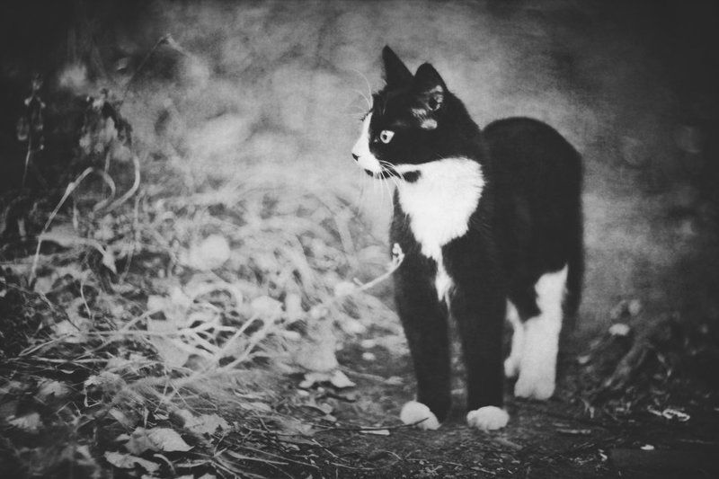 Кот фото превью